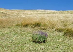 Nature Verdon