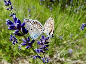 Nature Verdon