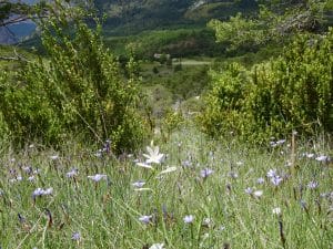 Paysage verdon