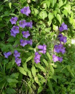 Campanule carillon - Campanulaceae